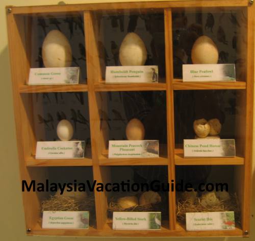 Eggs of birds at Kuala Lumpur Bird Park