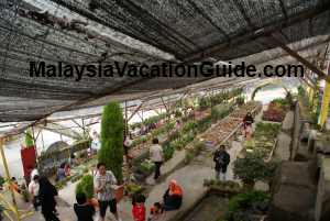 Strawberry Farm Cameron Highlands