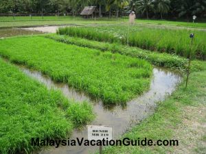 Laman Padi Langkawi Or Langkawi Paddy Field