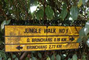 Cameron Highlands Jungle Walk