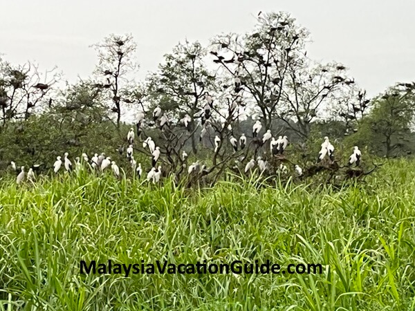 Teluk Intan River Cruise Birds